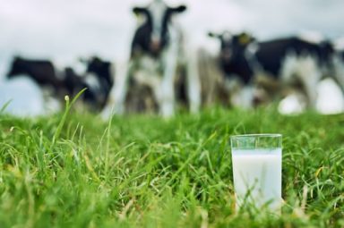 Imagindairy Ltd announced a $13M seed round to advance the animal-free dairy